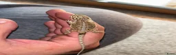 Bearded Dragon reptiles for sale: Baby Bearded dragons £50 each - Advert 1