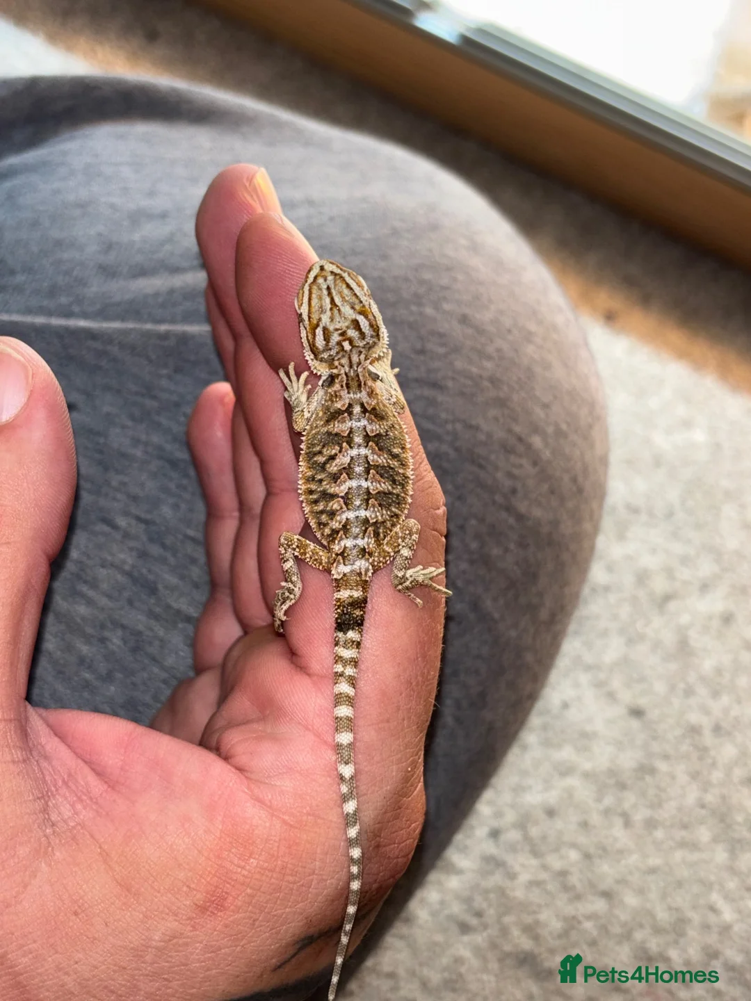 Bearded Dragon reptiles for sale: Baby Bearded dragons £50 each - Advert 1