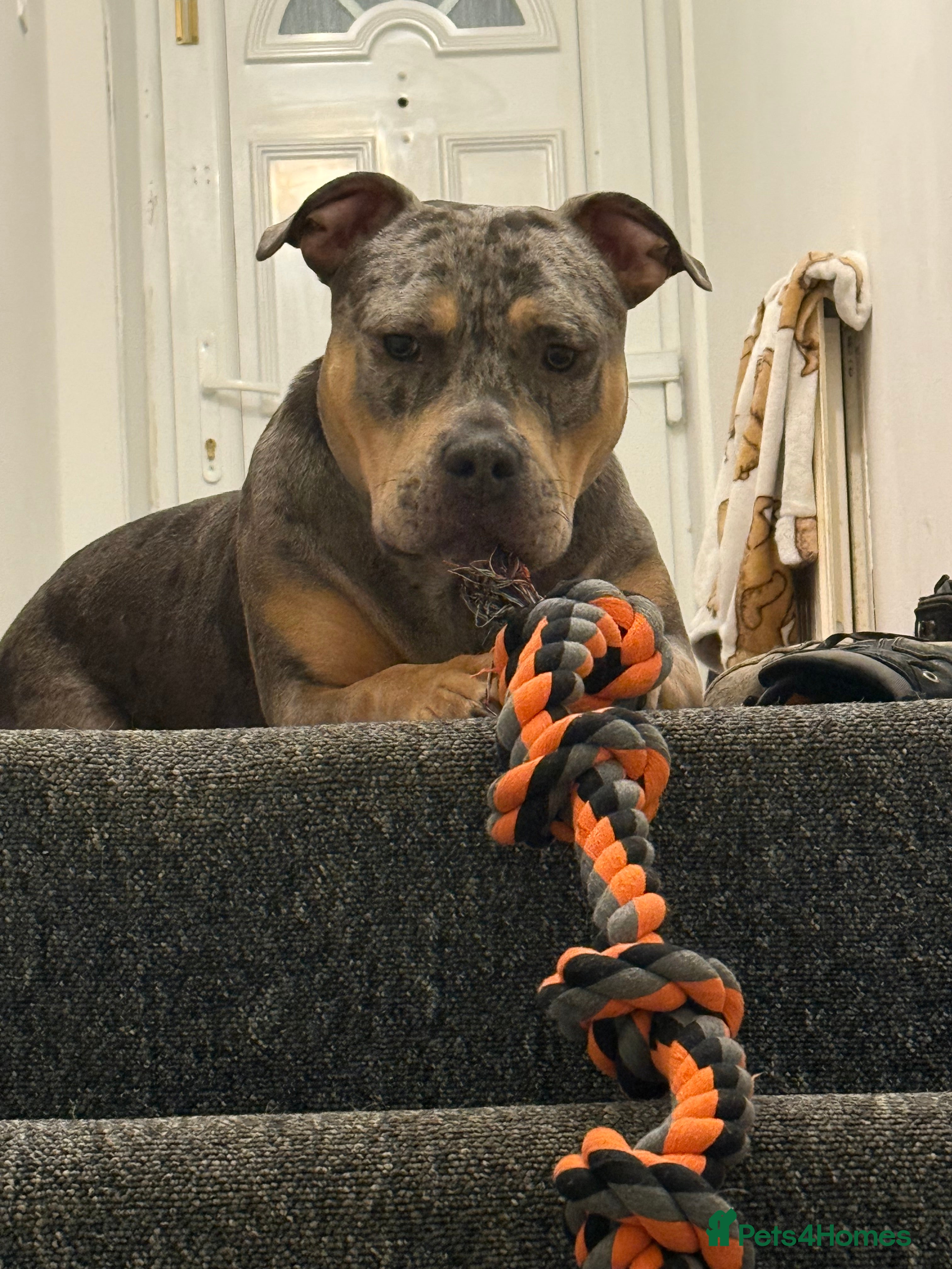 Mixed Breed dogs Exotic american bulldog cross staffy  - Advert 8