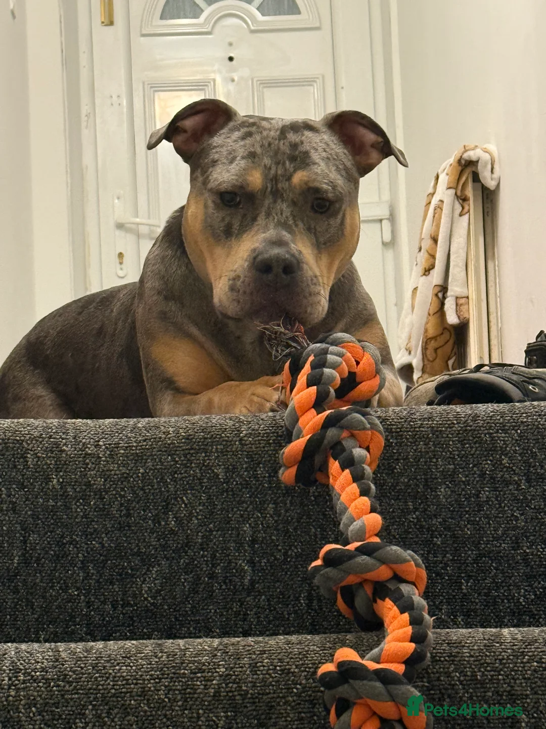 Mixed Breed dogs for sale: Exotic american bulldog cross staffy  - Advert 1