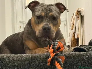 Mixed Breed dogs Exotic american bulldog cross staffy - Advert 6