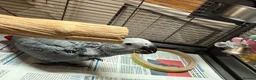 Parrots birds for sale: African grey parrot cage stand and toys in London - Advert 12
