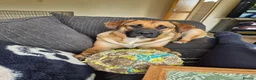 Mixed Breed dogs for sale: 11 month old female mixed breed  - Advert 4