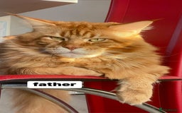 Maine Coon cats for sale: Maine Coon Kittens – Ready 18th October 🏡 - Image 7