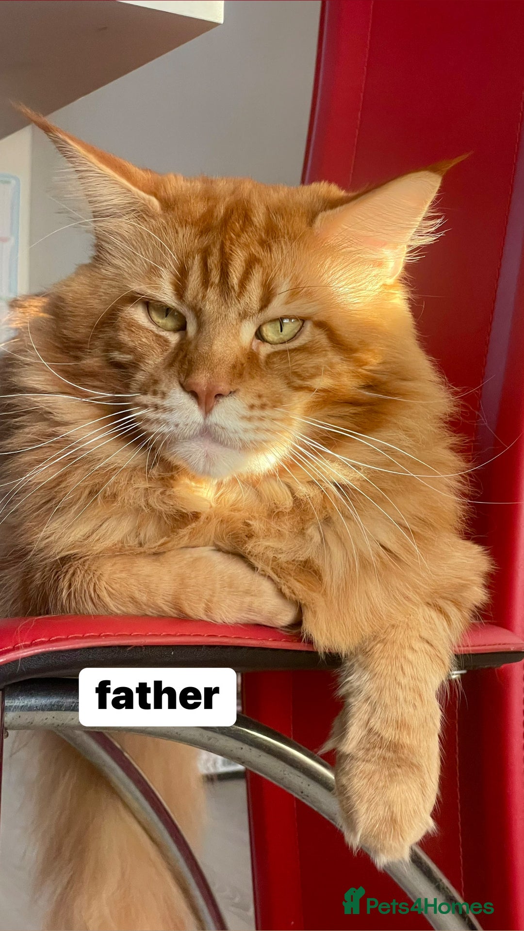 Maine Coon cats for sale: Maine Coon Kittens – Ready 18th October 🏡 - Image 7