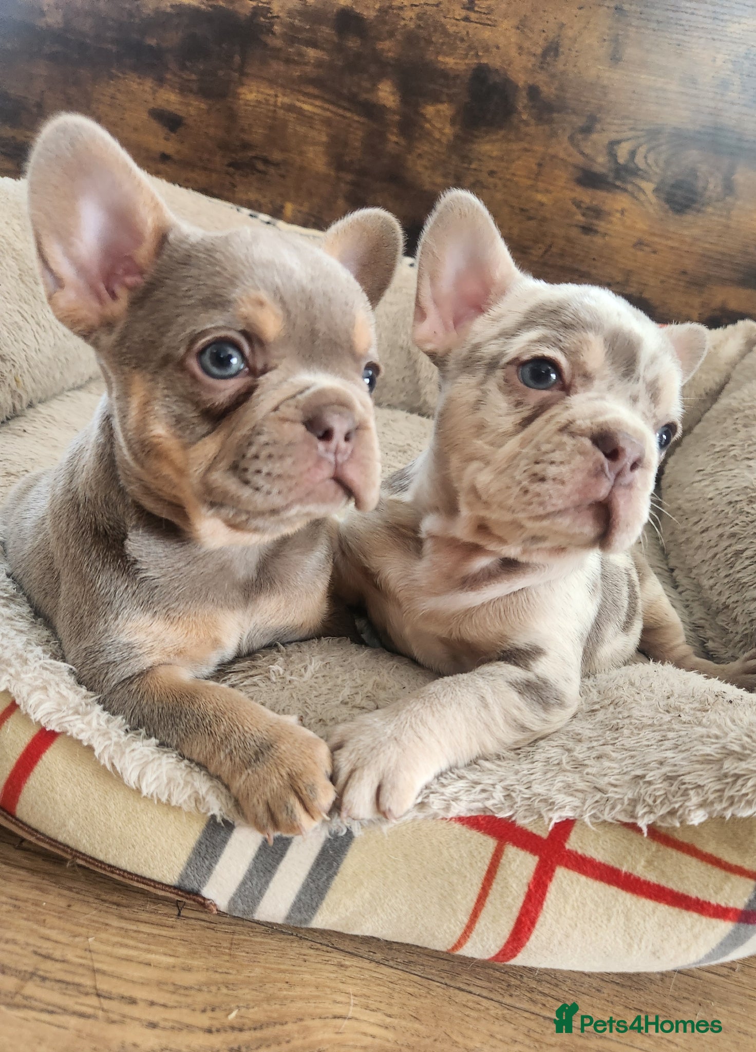 French Bulldog dogs New Shade Isabella Merle and Tan! - Advert 15