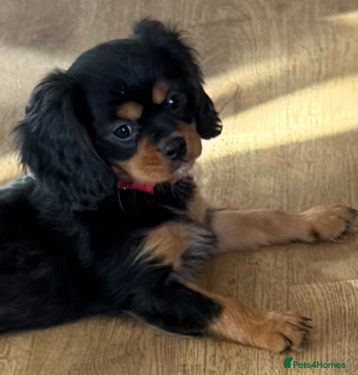 Cavalier King Charles Spaniel dogs KC registered Cavalier King Charles Ready Now - Advert 3