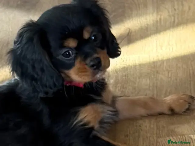 Cavalier King Charles Spaniel dogs KC registered Cavalier King Charles Ready Now - Advert 21