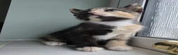 Mixed Breed cats for sale: Beautiful Bengal Siamese mix  - Advert 6