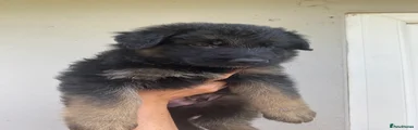 Black and Tan male (Blue Collar)