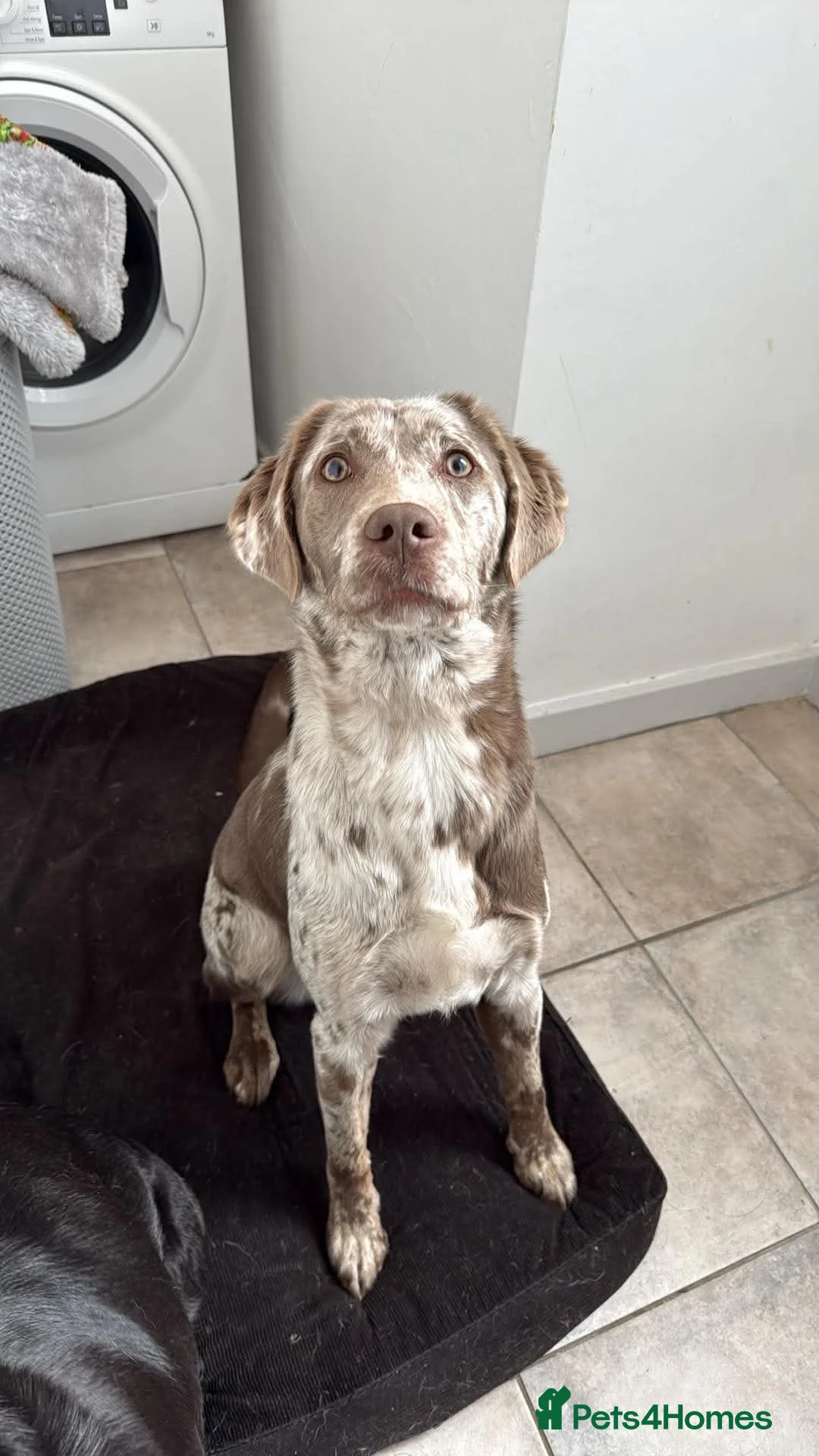 Mixed Breed dogs for sale: 18 month old X Labrador Merle - Advert 1