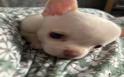 Chihuahua dogs for sale: KC Smooth coat tiny Chihuahua puppies - Image 5