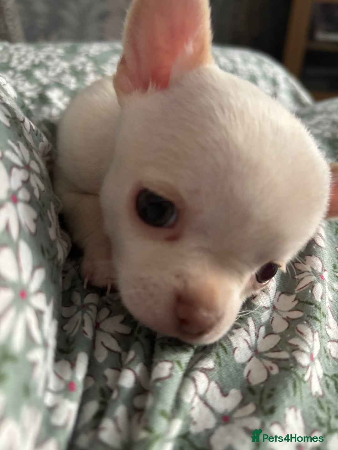 Chihuahua dogs for sale: KC Smooth coat tiny Chihuahua puppies - Image 5