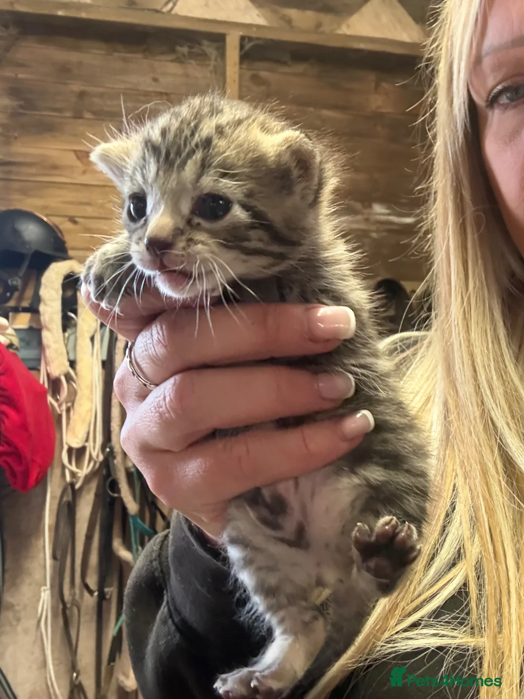 Mixed Breed cats for sale: 2 beautiful kittens  - Advert 2
