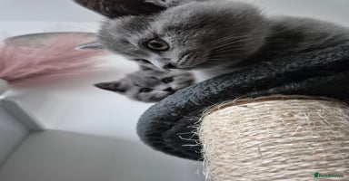 British Shorthair cats - Advert 2