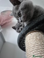 British Shorthair cats - Advert 2