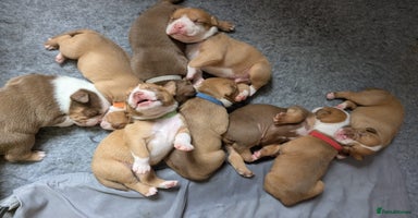 Olde English Bulldogge dogs - Advert 8
