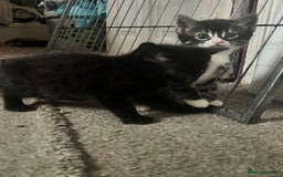 Bengal cats for sale: Half Bengal kittens 1 black majestic  - Advert 8