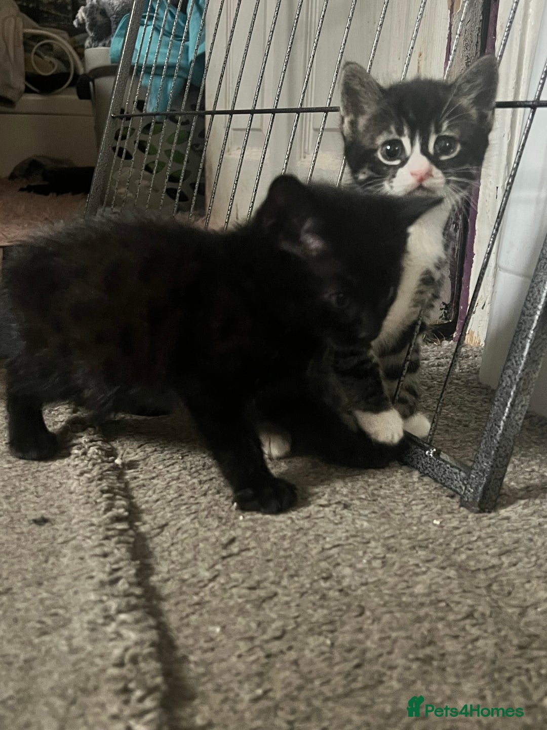 Bengal cats for sale: Half Bengal kittens 1 black majestic  - Advert 8