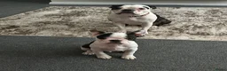 Boston Terrier dogs for sale: Stunning Boston Terrier Pups⚡️ Reduced ⚡️ - Advert 2