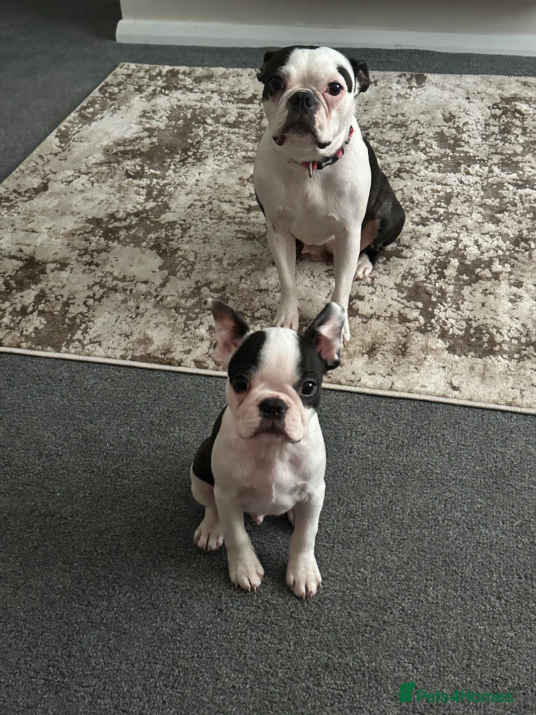 Boston Terrier dogs for sale: Stunning Boston Terrier Pups⚡️ Reduced ⚡️ - Advert 2
