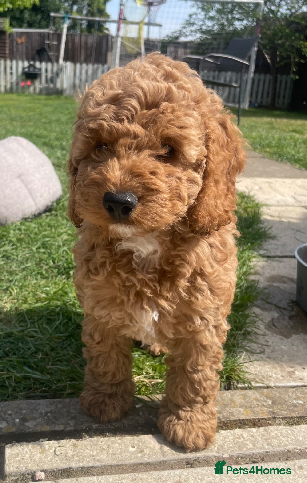 Cockapoo dogs Ready Now! Cockapoo Puppies 🐾 - Advert 4