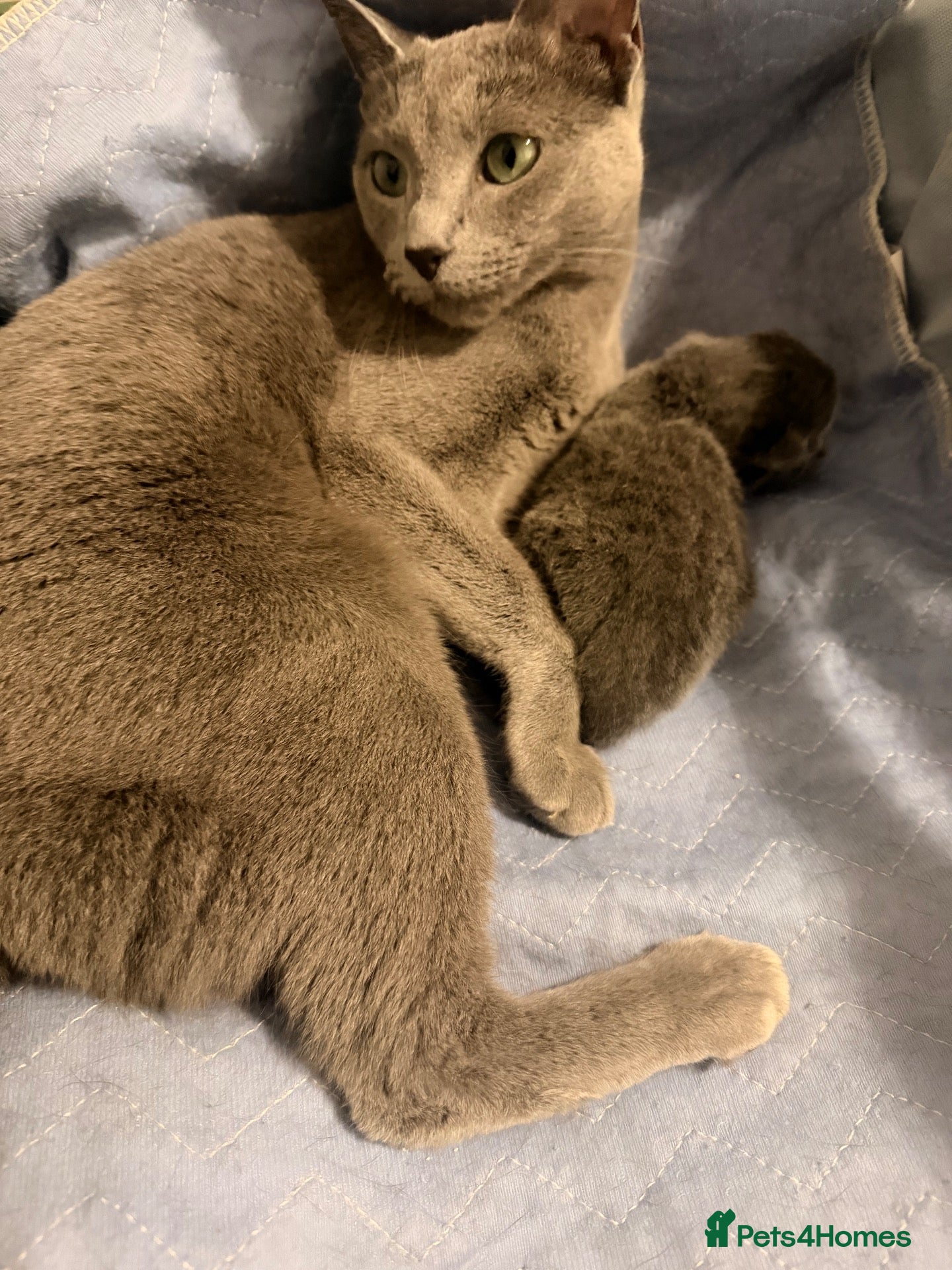 Russian Blue cats 🐾 Beautiful Russian Blue Kittens 😻 - Advert 7