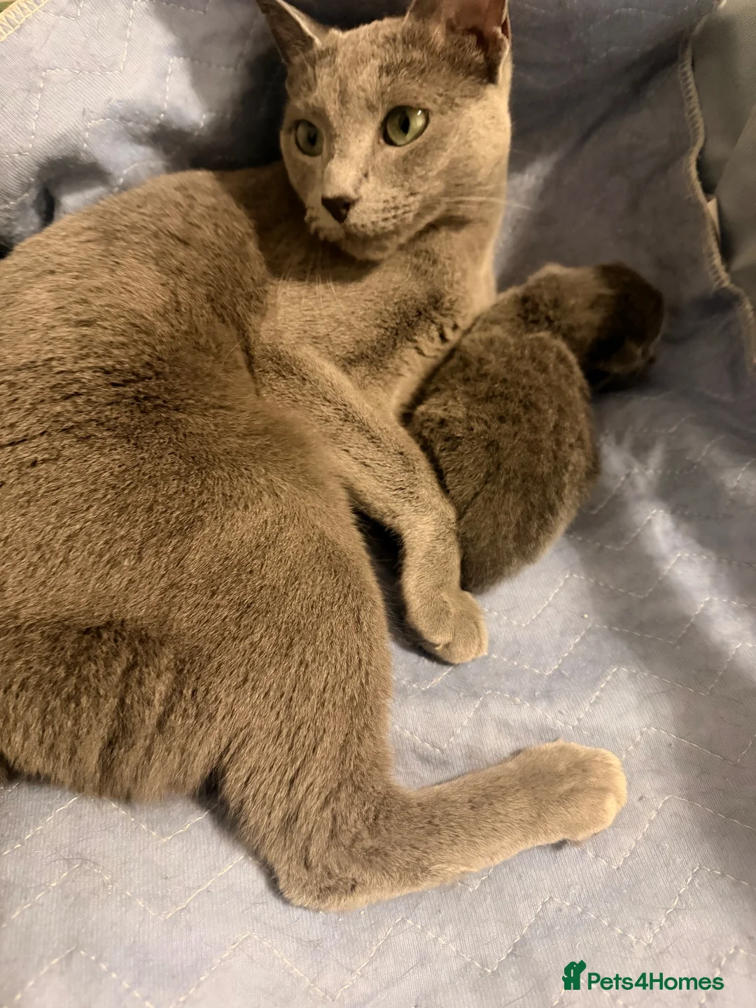 Russian Blue cats for sale: 🐾 Beautiful Russian Blue Kittens 😻 in Willenhall - Advert 1