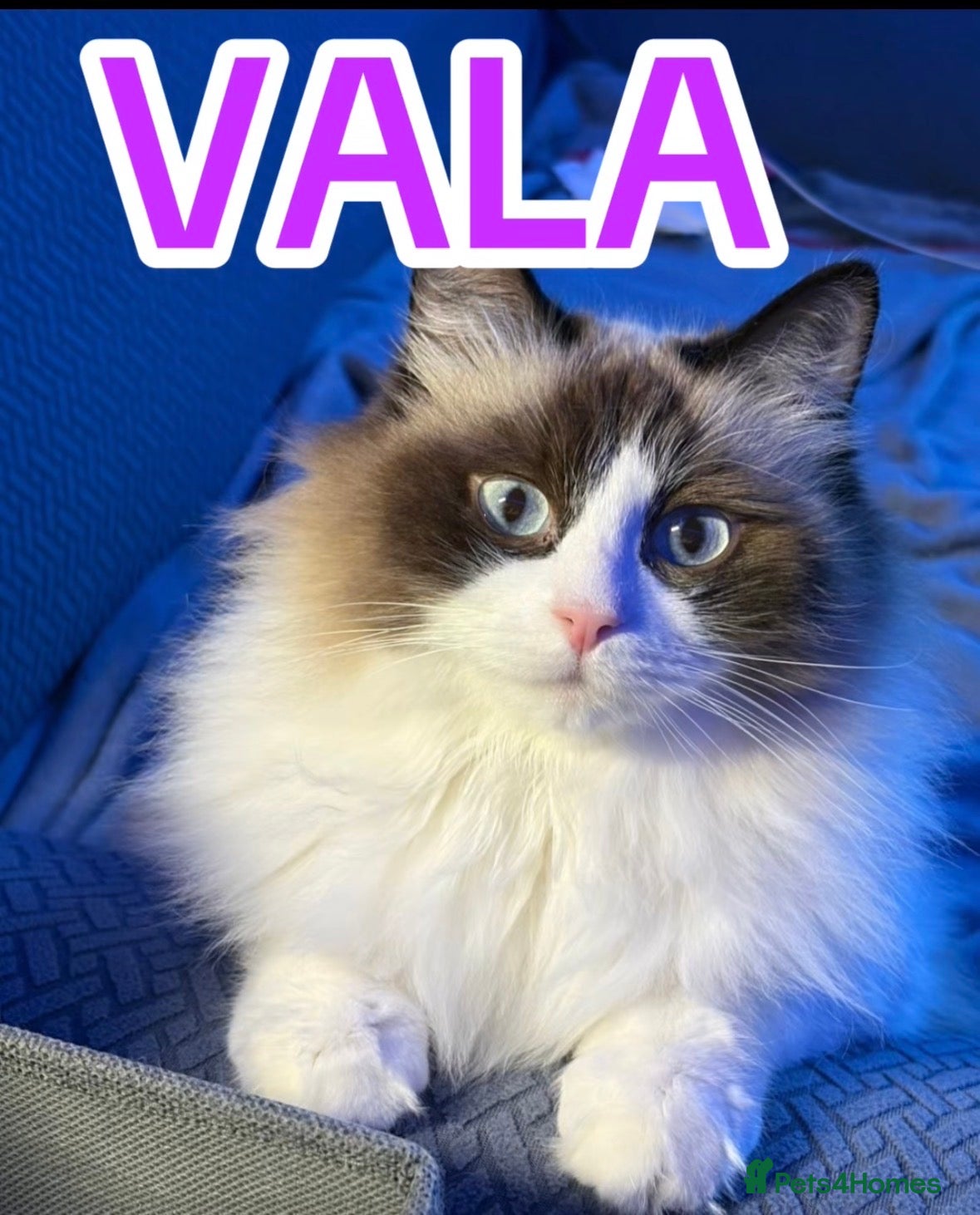 RagaMuffin cats Gorgeous ragamuffin lady - Advert 1