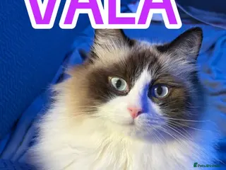 RagaMuffin cats Gorgeous ragamuffin lady - Advert 12