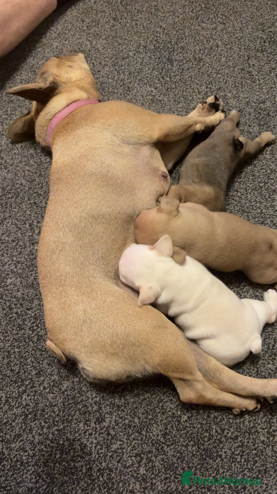 French Bulldog dogs for sale: 3 beautiful girls  - Image 1