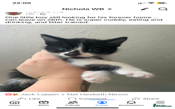 Mixed Breed cats for sale: 8 week old little boy - Image 1