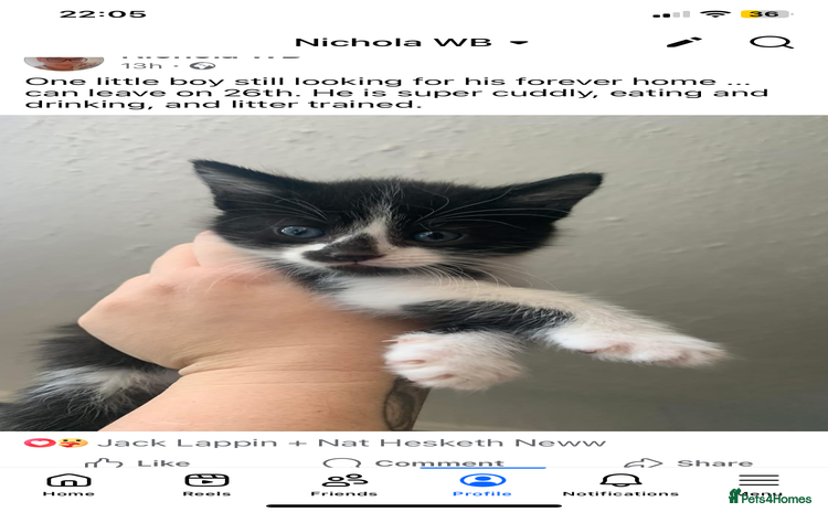 Mixed Breed cats - Advert 9
