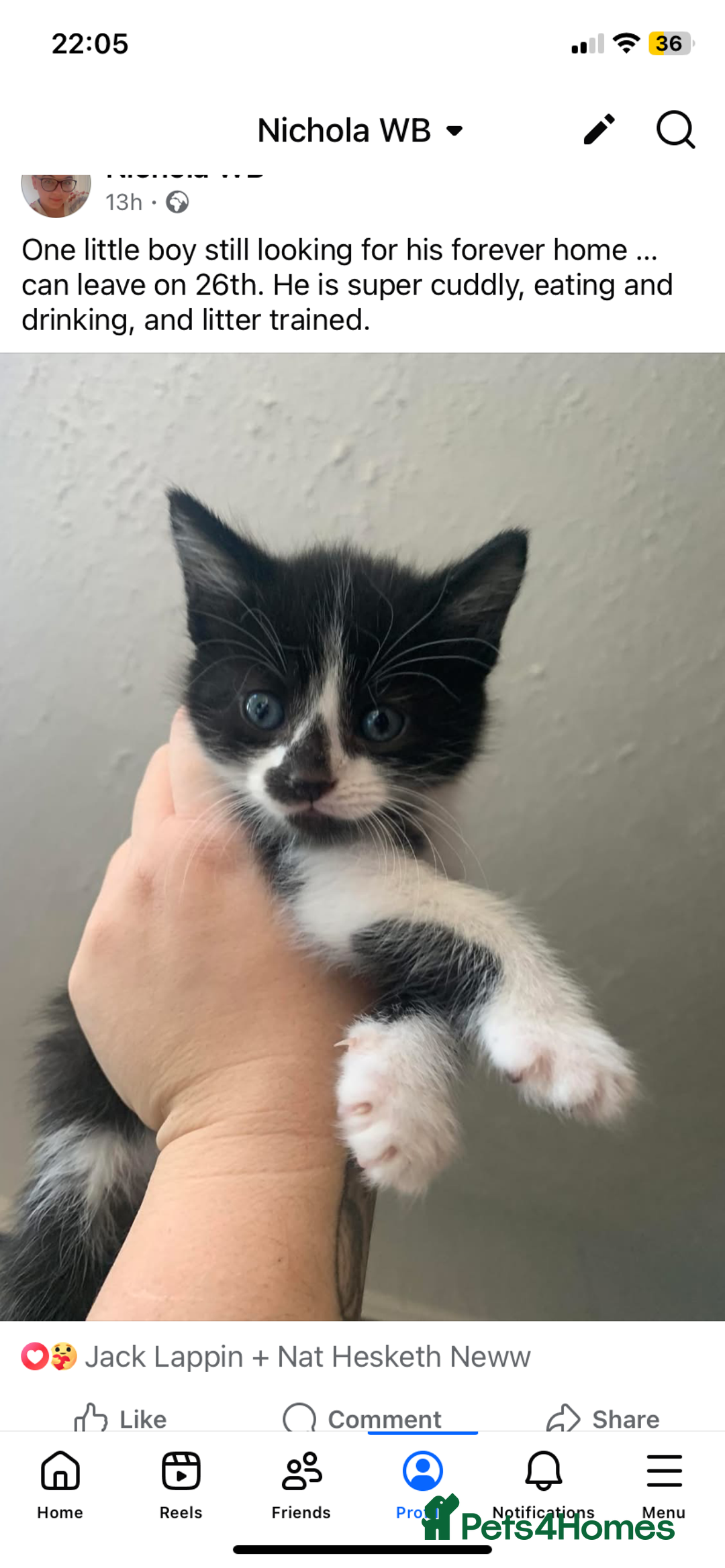 Mixed Breed cats for sale: 8 week old little boy - Image 1