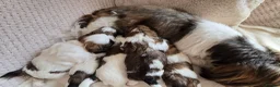 Shih Tzu dogs for sale: Beautiful Purebred Shih Tzu Puppies for Sale - Advert 31