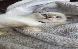 Ragdoll cats for sale: Beautiful GCCF Registered Ragdoll Kittens. - Image 28