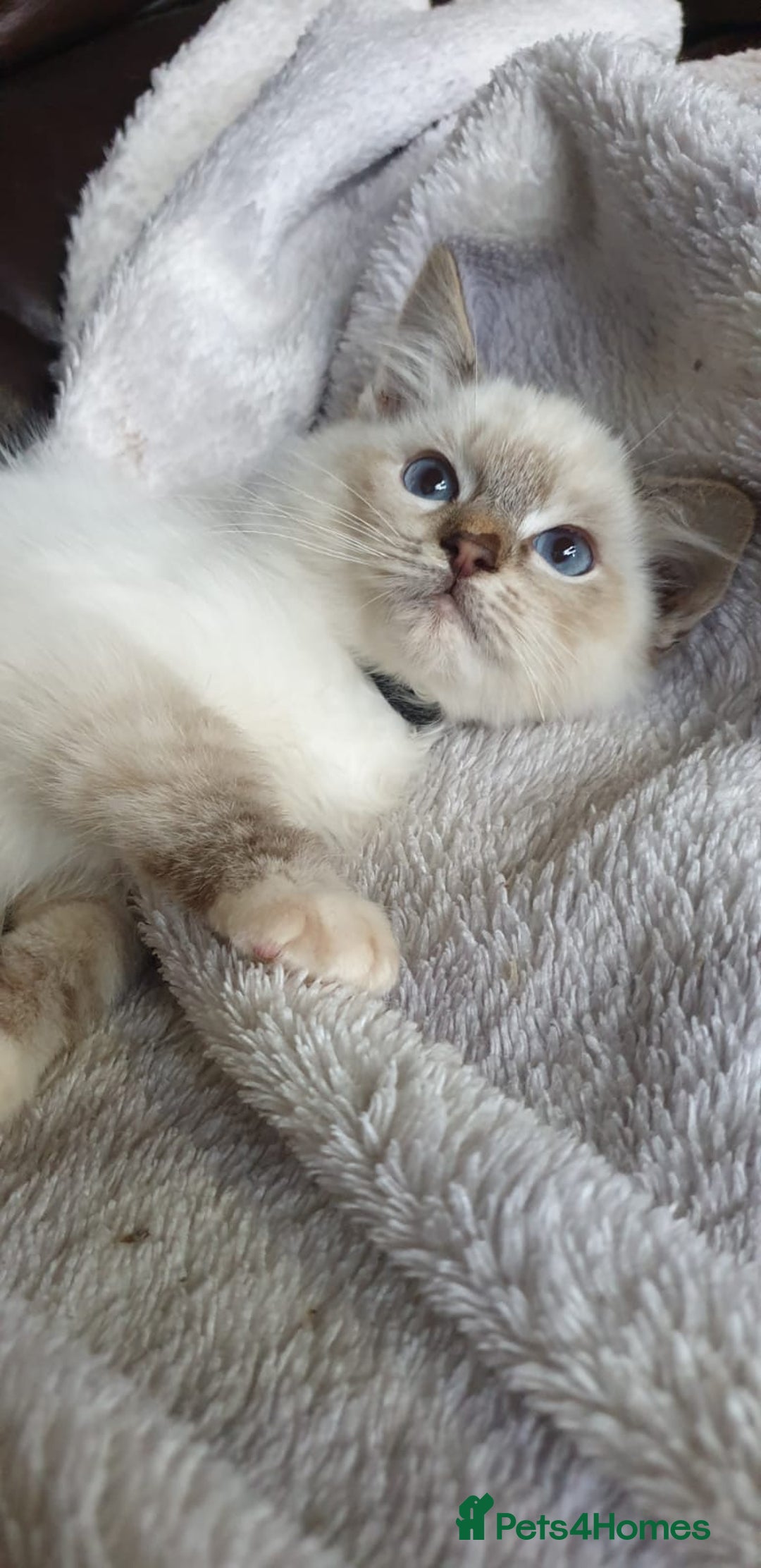 Ragdoll cats for sale: Beautiful GCCF Registered Ragdoll Kittens. - Image 28