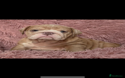 English Bulldog dogs for sale: 6 beautiful DWKC pups for sale  - Image 7
