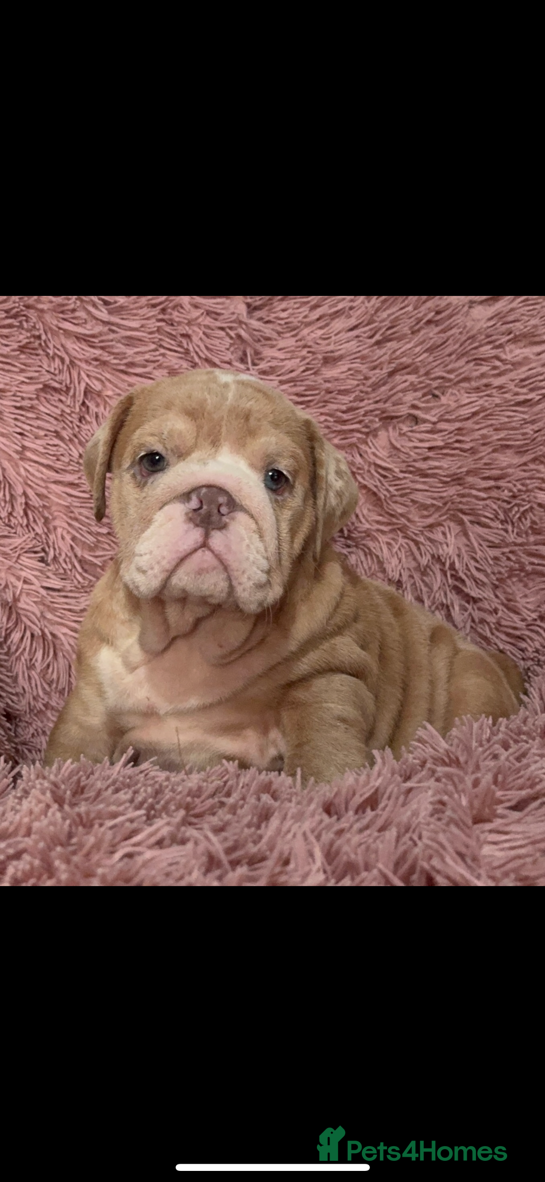 English Bulldog dogs for sale: 6 beautiful DWKC pups for sale  - Image 7