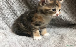 Mixed Breed cats for sale: Gorgeous Tabby kittens 7 weeks old  - Image 14