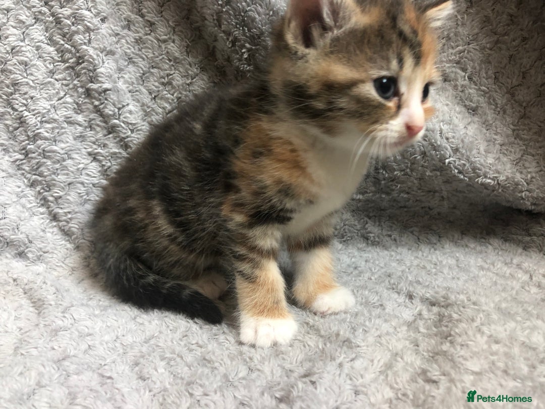 Mixed Breed cats for sale: Gorgeous Tabby kittens 7 weeks old  - Image 14