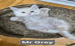 Maine Coon cats for sale: GCCF Pedigree Rare Red Shaded Silver Maine Coons - Advert 2