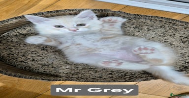 Maine Coon cats GCCF Pedigree Rare Red Shaded Silver Maine Coons - Advert 1