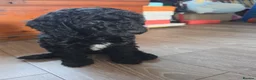 Miniature Poodle dogs for sale: *Reduced now £1000 - Last girl* - Advert 10