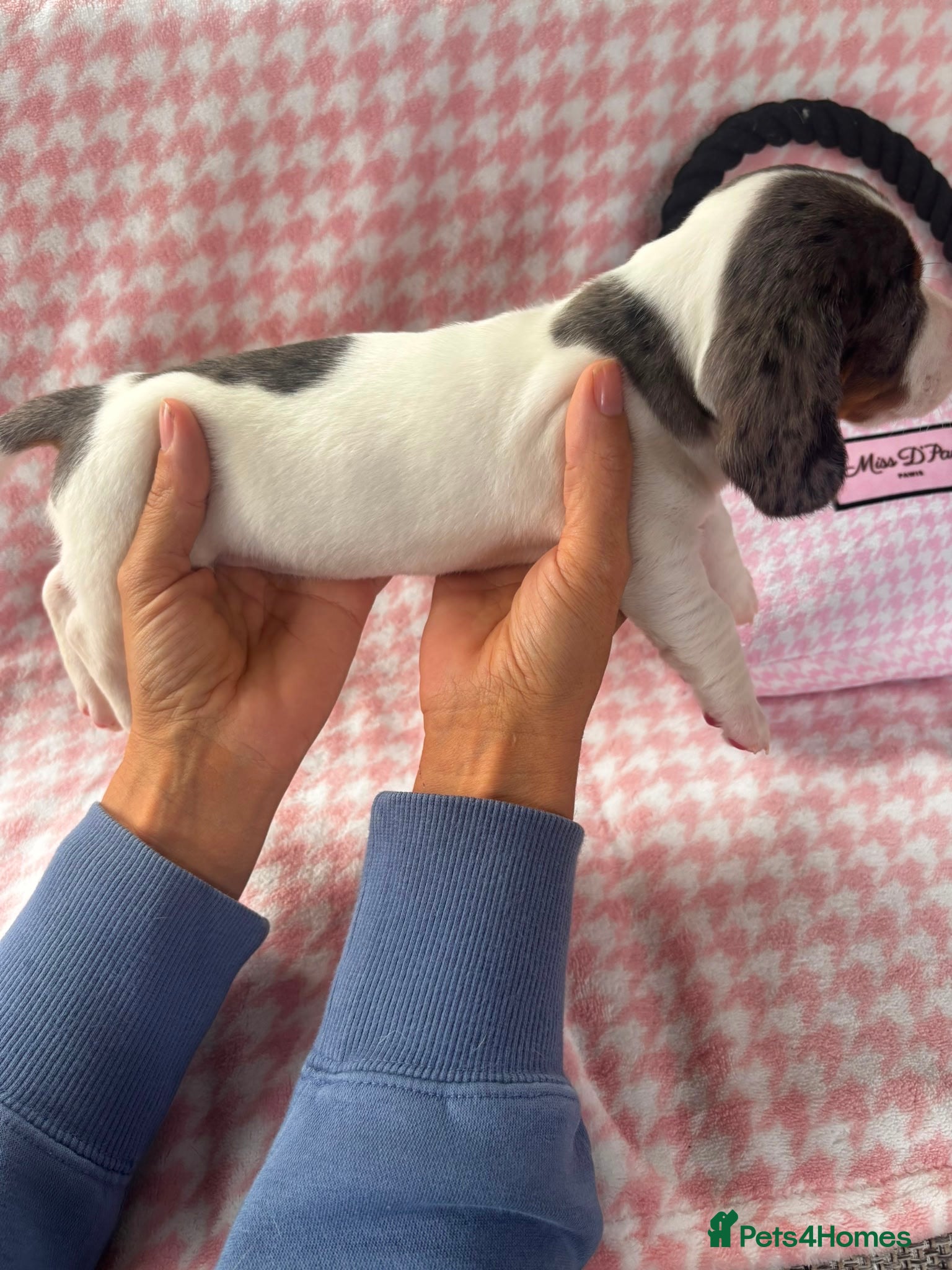 Miniature Dachshund dogs for sale: Miniature dachshund puppies - Advert 18