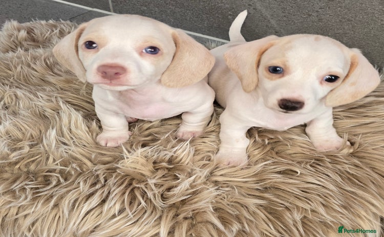 Miniature Dachshund dogs - Advert 11