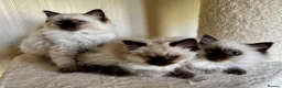 Ragdoll cats for sale: Beautiful Pure Ragdoll kittens vacs/mchipped  - Advert 10