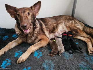German Shepherd dogs ✴️Health tested parents KC straight back GSP's✴️ - Advert 3