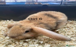 Mini Lop rabbits for sale: Mini lop bunnies  - Image 7