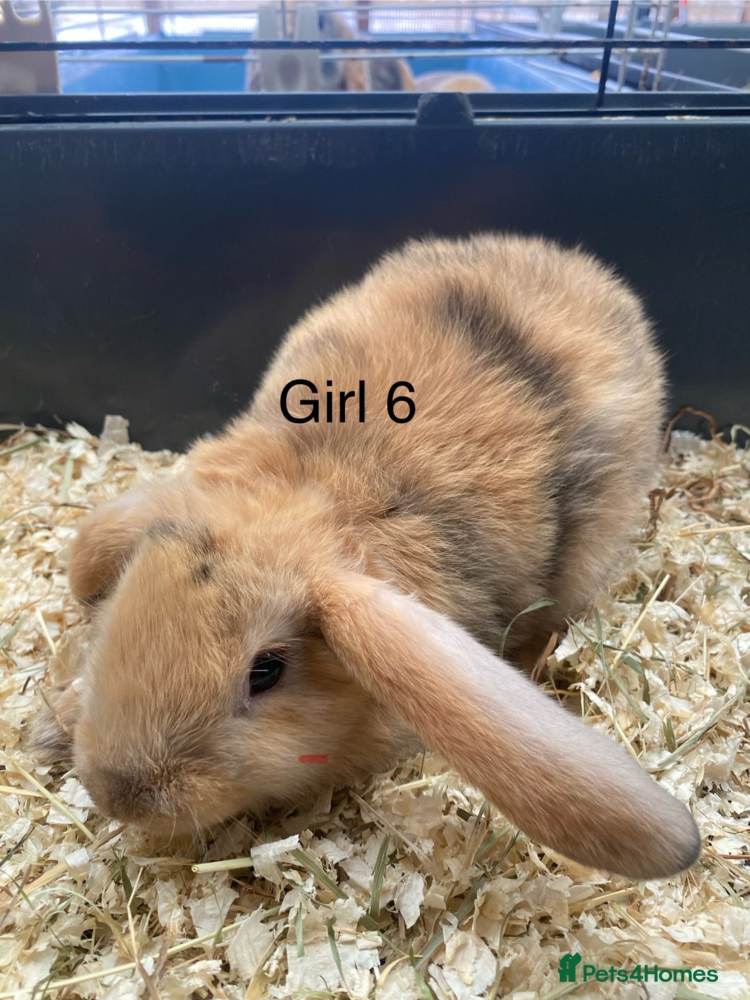 Mini Lop rabbits for sale: Mini lop bunnies  - Image 7
